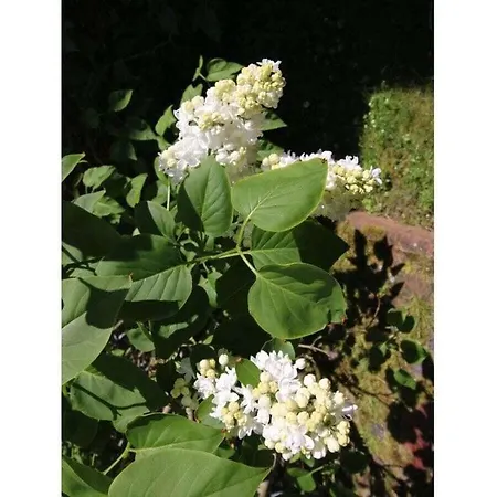 Holiday home House Neeltje, 1 *